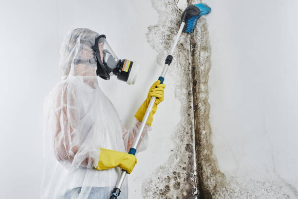 Best Mold Remediation for Specific Building Types in Martindale, TX