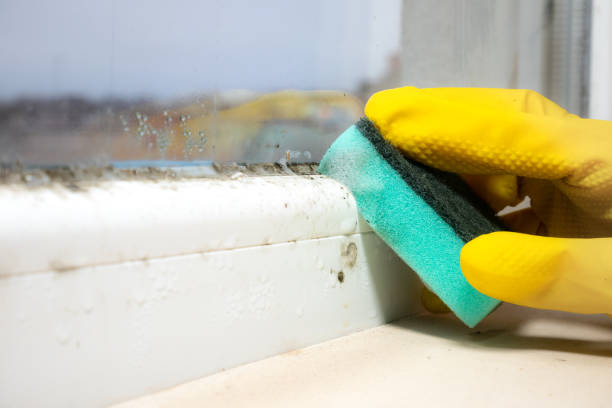 Best Residential Mold Remediation in Martindale, TX