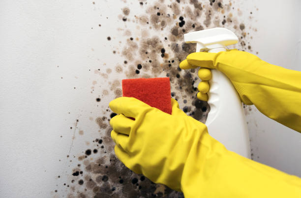 Best Preventive Mold Services in Martindale, TX
