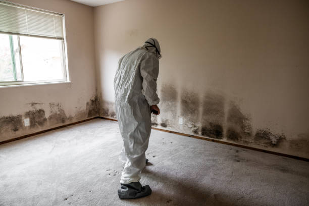 Best Residential Mold Remediation in Martindale, TX