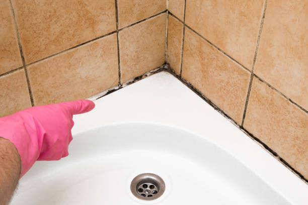 Best Black Mold Remediation in Martindale, TX