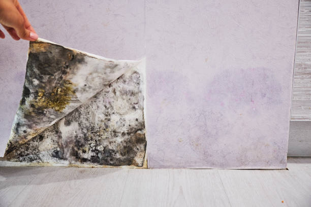 Best Black Mold Remediation in Martindale, TX